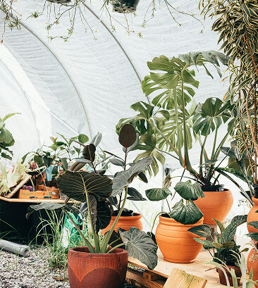 Vks Organics